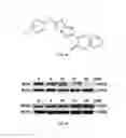 Fig. 05 - METHODS AND COMPOSITIONS TO TREAT CANCER