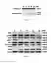 Fig. 08 - METHODS AND COMPOSITIONS TO TREAT CANCER