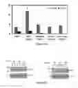 Fig. 43 - METHODS AND COMPOSITIONS FOR THE TREATMENT OF CANCER
