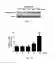Fig. 09 - Method of treating and/or preventing neurodegenerative diseases