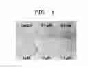 Fig. 02 - Composition including ATM inhibitor for reducing cellular senescence and use of the composition
