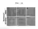 Fig. 17 - Composition including ATM inhibitor for reducing cellular senescence and use of the composition