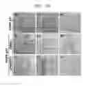 Fig. 29 - Composition including ATM inhibitor for reducing cellular senescence and use of the composition