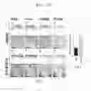 Fig. 33 - Composition including ATM inhibitor for reducing cellular senescence and use of the composition