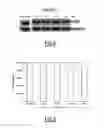 Fig. 05 - Hydrophobically modified antisense oligonucleotides comprising a triple alkyl chain