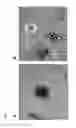 Fig. 02 - PERIODONTAL TISSUE REGENERATION MATERIAL