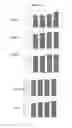 Fig. 47 - Compositions comprising selenium and use of same for the treatment and prevention of disease or conditions associated with mitochondrial dysfunction