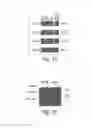 Fig. 02 - Methods for treating congestive heart failure
