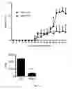 Fig. 02 - Composition for preventing or treating autoimmune disease, comprising, as active ingredient, PINK1 protein or polynucleotide encoding same
