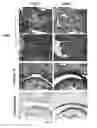 Fig. 04 - Composition for preventing or treating autoimmune disease, comprising, as active ingredient, PINK1 protein or polynucleotide encoding same