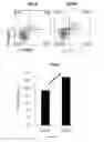 Fig. 08 - Composition for preventing or treating autoimmune disease, comprising, as active ingredient, PINK1 protein or polynucleotide encoding same