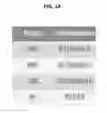Fig. 02 - DNA motif compounds and methods for inducing specific antibodies and cellular immunity