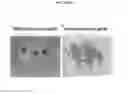 Fig. 22 - DNA motif compounds and methods for inducing specific antibodies and cellular immunity