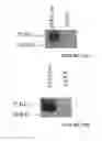 Fig. 12 - Nucleic acid molecule encoding hepatitis B virus core protein and surface antigen protein and vaccine comprising the same