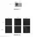 Fig. 14 - Nucleic acid molecule encoding hepatitis B virus core protein and surface antigen protein and vaccine comprising the same