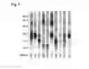 Fig. 02 - Recombinantly produced allergens