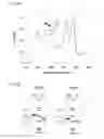 Fig. 09 - Recombinantly produced allergens