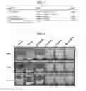 Fig. 04 - COMPOSITON BASED ON BIOCOMPATIBLE ANIONIC POLYMER FOR DRUG DELIVERY AND PREPARING METHOD THEREOF