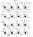 Fig. 12 - COMPOSITON BASED ON BIOCOMPATIBLE ANIONIC POLYMER FOR DRUG DELIVERY AND PREPARING METHOD THEREOF