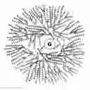 Fig. 01 - Phytoglycogen nanoparticles and methods of manufacture thereof