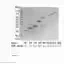 Fig. 02 - Methods and compositions for delivering active agents with enhanced pharmacological properties