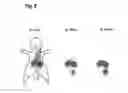 Fig. 06 - Conjugates for protection from nephrotoxic active substances