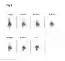 Fig. 07 - Conjugates for protection from nephrotoxic active substances