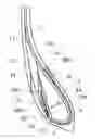 Fig. 01 - PNEUMATIC TIRE AND METHOD FOR MANUFACTURING THE SAME