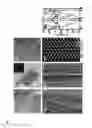 Fig. 06 - Compositions comprising free-standing two-dimensional nanocrystals
