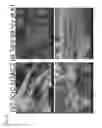 Fig. 16 - Compositions comprising free-standing two-dimensional nanocrystals