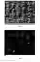 Fig. 02 - SELF STANDING NANOPARTICLE NETWORKS/SCAFFOLDS WITH CONTROLLABLE VOID DIMENSIONS