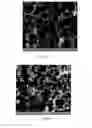 Fig. 05 - SELF STANDING NANOPARTICLE NETWORKS/SCAFFOLDS WITH CONTROLLABLE VOID DIMENSIONS