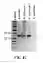 Fig. 21 - COMPOUNDS, COMPOSITIONS COMPRSING SAME, AND METHODS RELATED THERETO