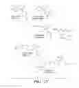 Fig. 22 - ROSEOBACTICIDES AND USES THEREOF