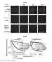 Fig. 07 - Super-resolution imaging compositions and methods using same
