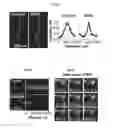 Fig. 08 - Super-resolution imaging compositions and methods using same