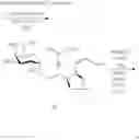 Fig. 29 - NOVEL alpha-GALACTOSYL CERAMIDE ANALOGS AND USES THEREOF