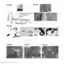 Fig. 09 - SELF-ASSEMBLED MICRO-AND NANOSTRUCTURES