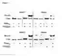 Fig. 07 - Peptides binding to parallel-stranded G-quadruplexes