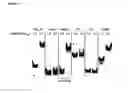 Fig. 13 - Peptides binding to parallel-stranded G-quadruplexes