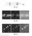 Fig. 04 - Colorimetric and fluorescent proteins