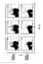 Fig. 04 - Tumor-associated peptides binding promiscuously to human leukocyte antigen (HLA) class II molecules
