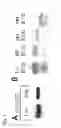Fig. 06 - COMPOSITIONS OF HUMANIZED NOTCH FUSION PROTEINS AND METHODS OF TREATMENT