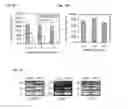 Fig. 41 - COMPOSITIONS OF HUMANIZED NOTCH FUSION PROTEINS AND METHODS OF TREATMENT