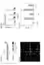 Fig. 44 - COMPOSITIONS OF HUMANIZED NOTCH FUSION PROTEINS AND METHODS OF TREATMENT