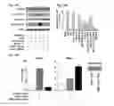 Fig. 50 - COMPOSITIONS OF HUMANIZED NOTCH FUSION PROTEINS AND METHODS OF TREATMENT