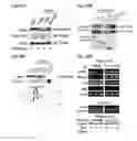 Fig. 52 - COMPOSITIONS OF HUMANIZED NOTCH FUSION PROTEINS AND METHODS OF TREATMENT