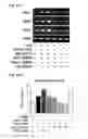 Fig. 53 - COMPOSITIONS OF HUMANIZED NOTCH FUSION PROTEINS AND METHODS OF TREATMENT