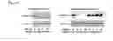 Fig. 57 - COMPOSITIONS OF HUMANIZED NOTCH FUSION PROTEINS AND METHODS OF TREATMENT