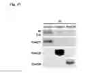Fig. 61 - COMPOSITIONS OF HUMANIZED NOTCH FUSION PROTEINS AND METHODS OF TREATMENT